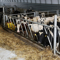 Drabina paszowa stała skośna 10 stanowisk - w oborze tunelowej.