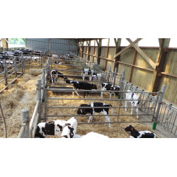 Tył pastwiskowy 3/4m