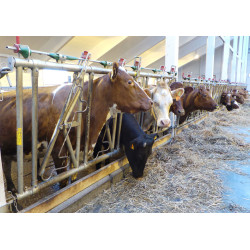 Drabina SAFETY 5/3,4m